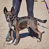 Enlarge Mochi, a Adoptable mixed breed in Huntley, IL image 2/3