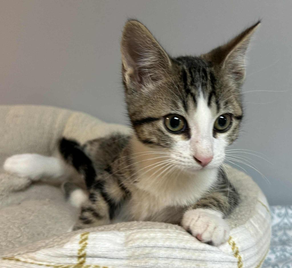 Enlarge Hayden, a Adoptable mixed breed in Waynesville, MO image 1/1