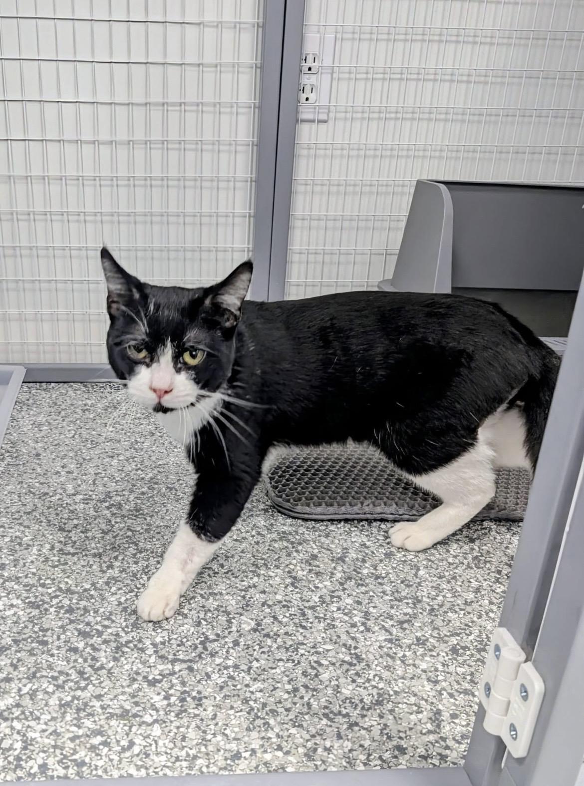 Noctis, a ADOPTABLE Domestic Short Hair in Hudsonville, MI image 3/5