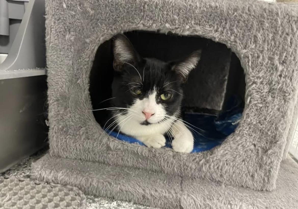 Noctis, a ADOPTABLE Domestic Short Hair in Hudsonville, MI image 5/5