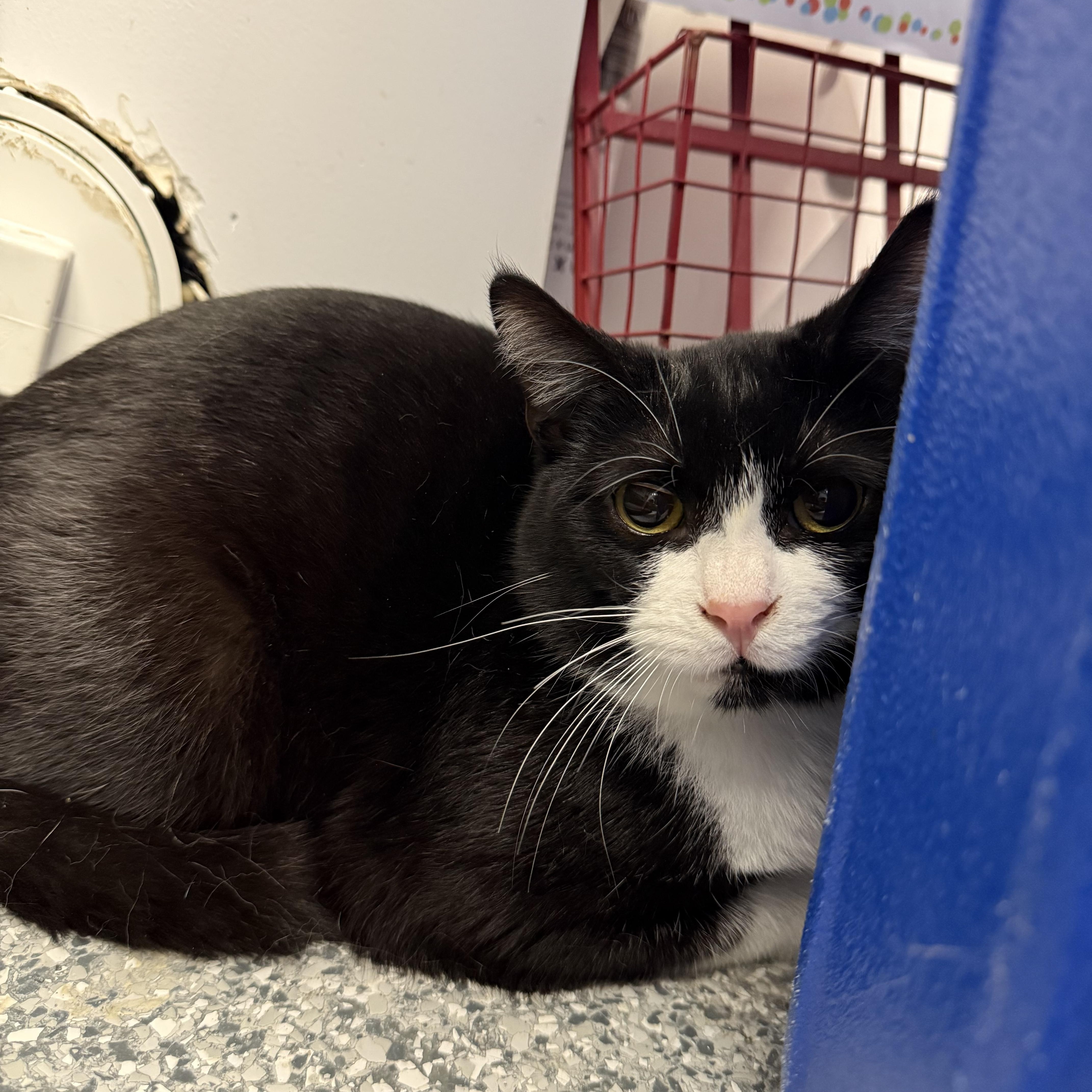 Noctis, a ADOPTABLE Domestic Short Hair in Hudsonville, MI image 4/5