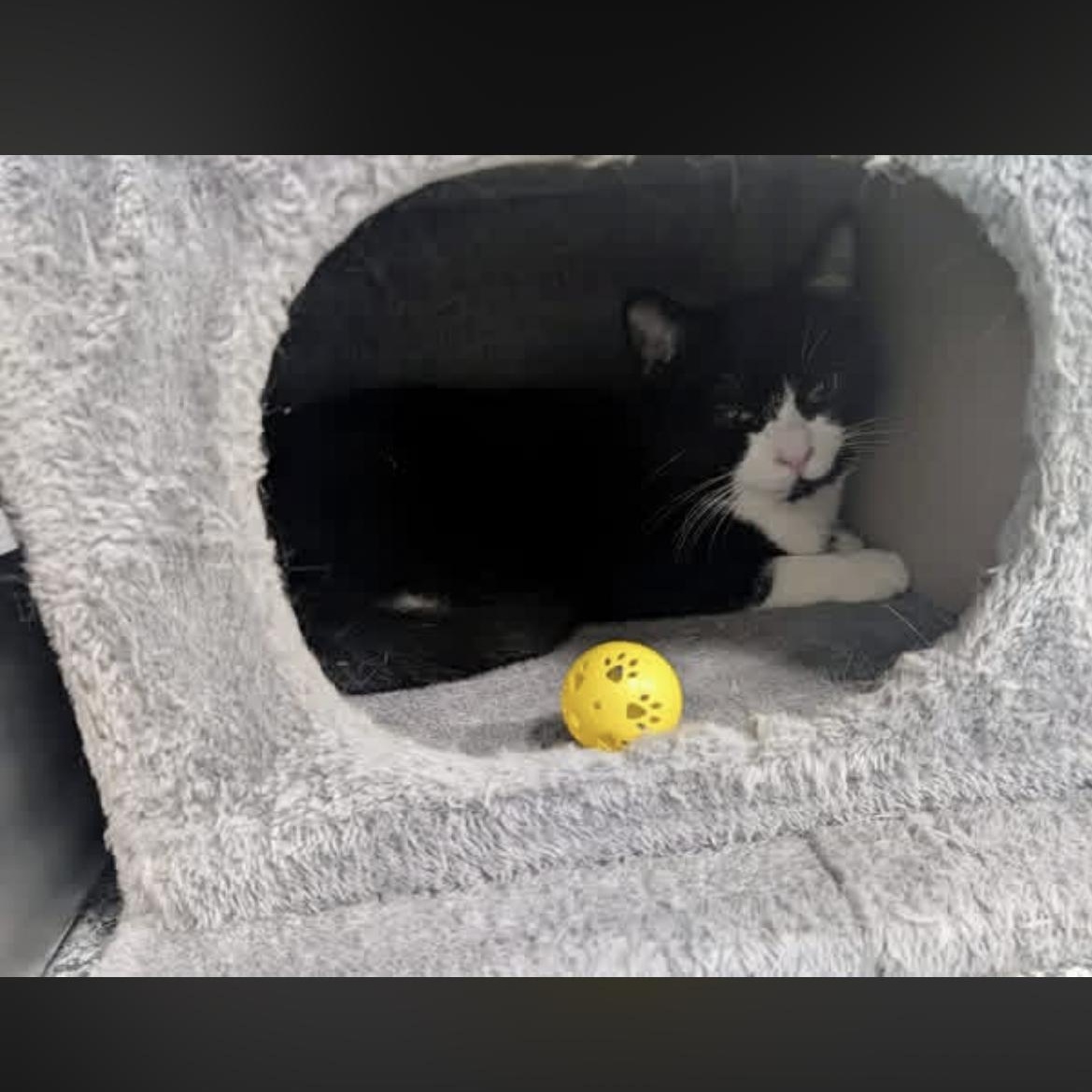 Noctis, a ADOPTABLE Domestic Short Hair in Hudsonville, MI image 2/5