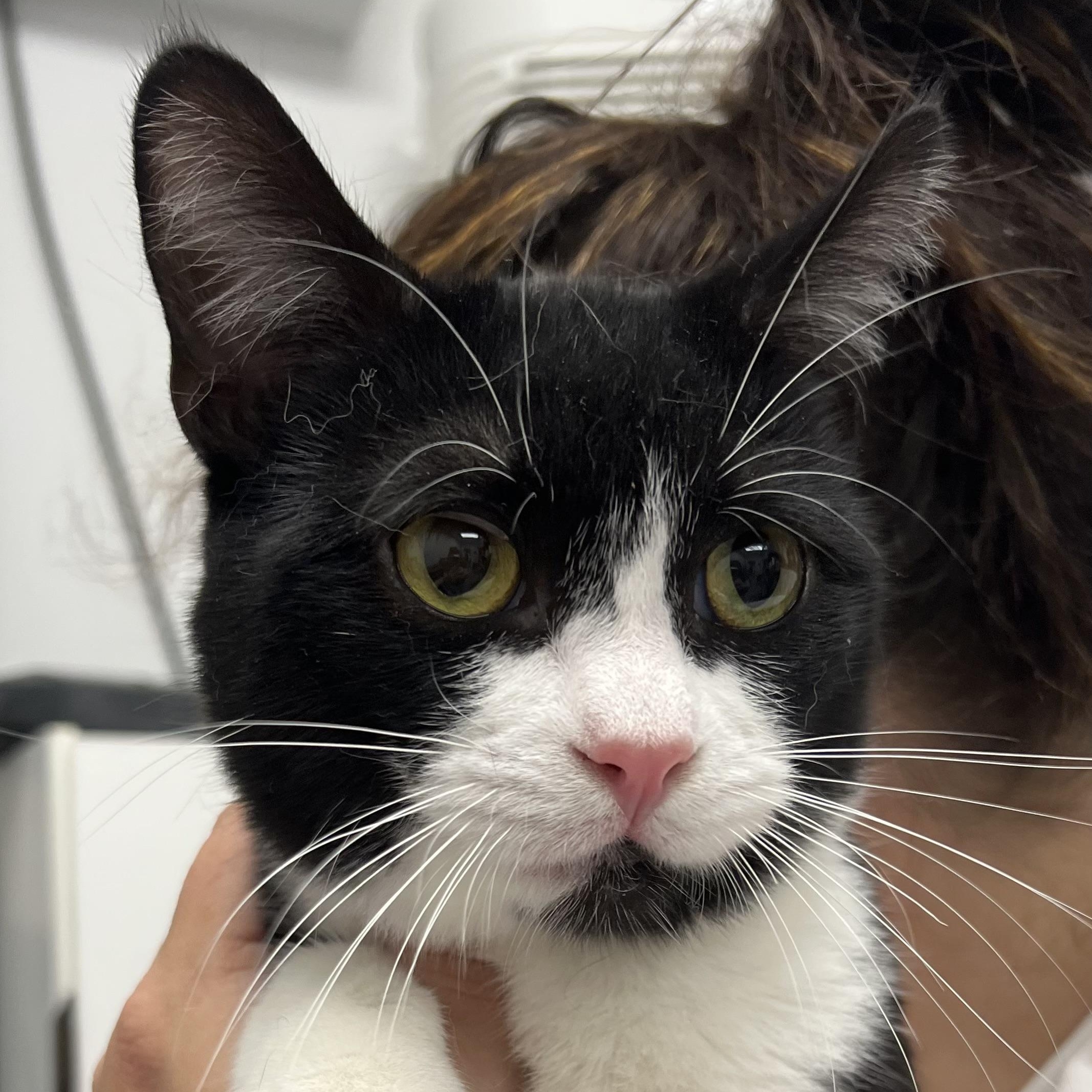 Noctis, ADOPTABLE, Young Male Domestic Short Hair.