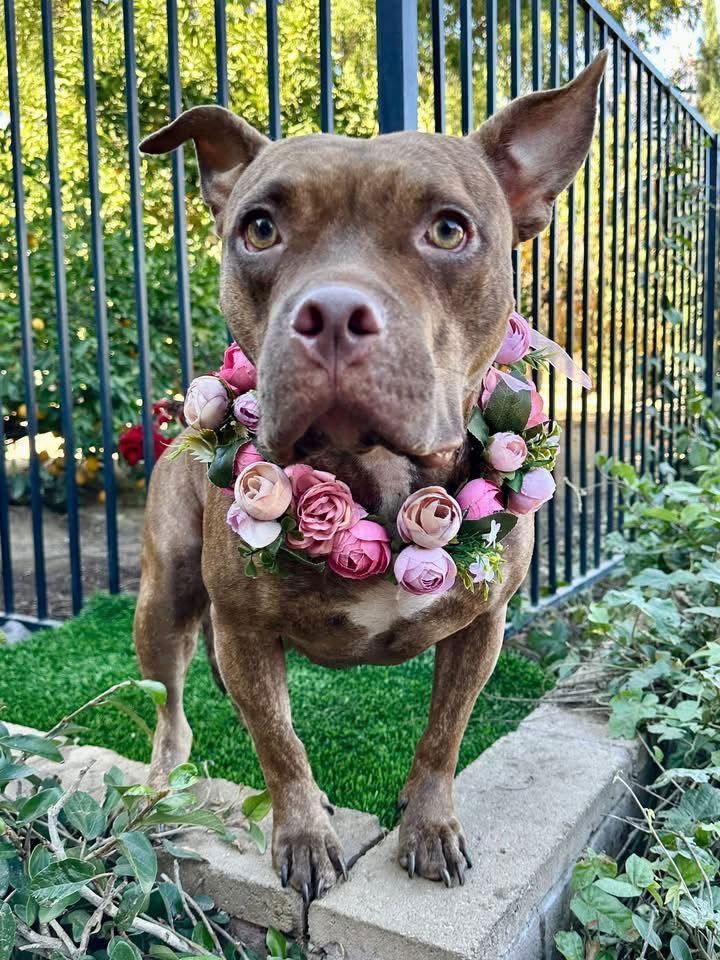 Gryffin, Adoptable, Adult Female Pit Bull Terrier.