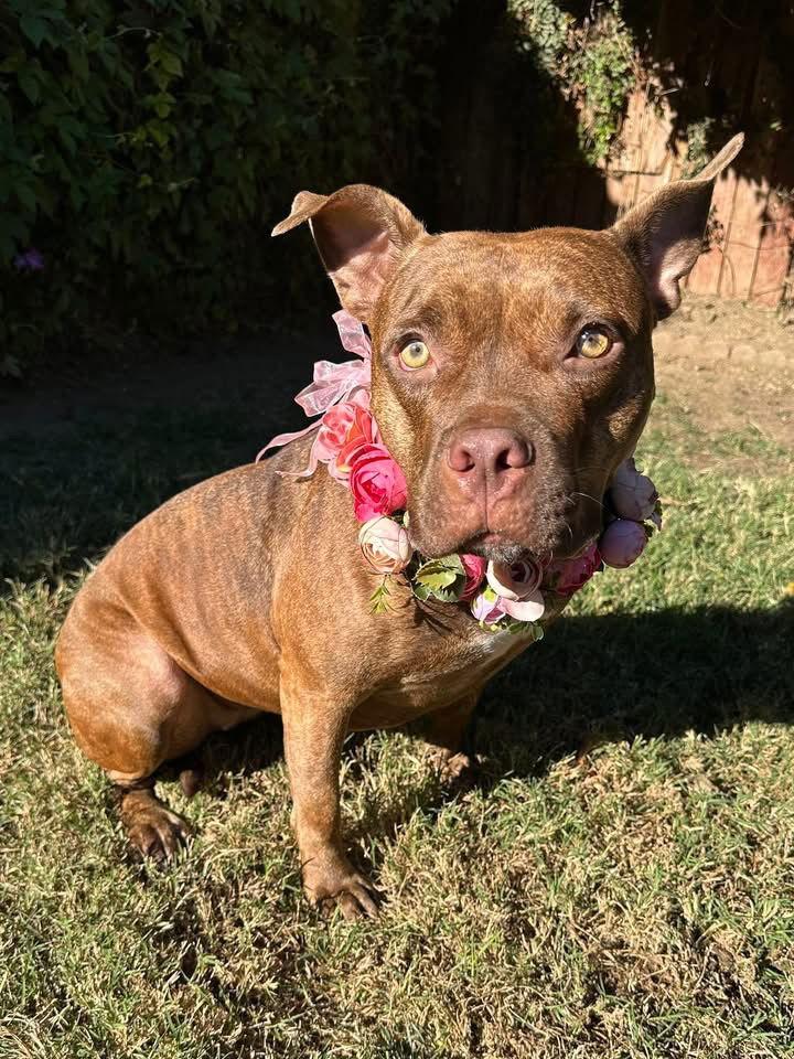 Gryffin, a Adoptable Pit Bull Terrier in Redlands, CA image 2/3