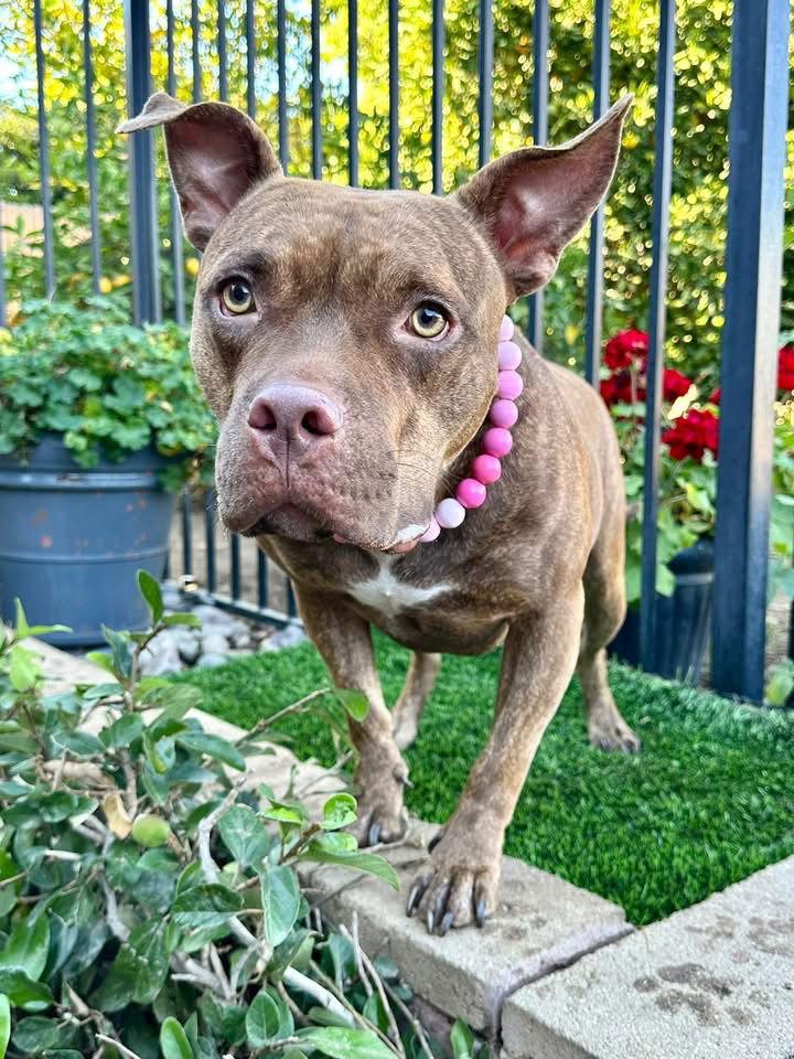 Gryffin, a Adoptable Pit Bull Terrier in Redlands, CA image 3/3