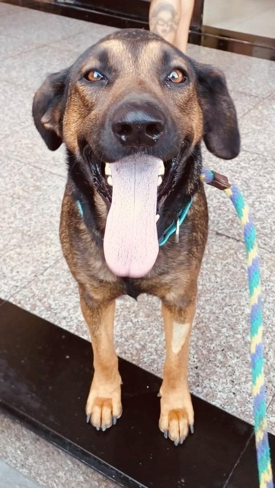 Tesla (Courtesy Post) - Adopt Me!, Adoptable, Adult Female Shepherd & Hound.