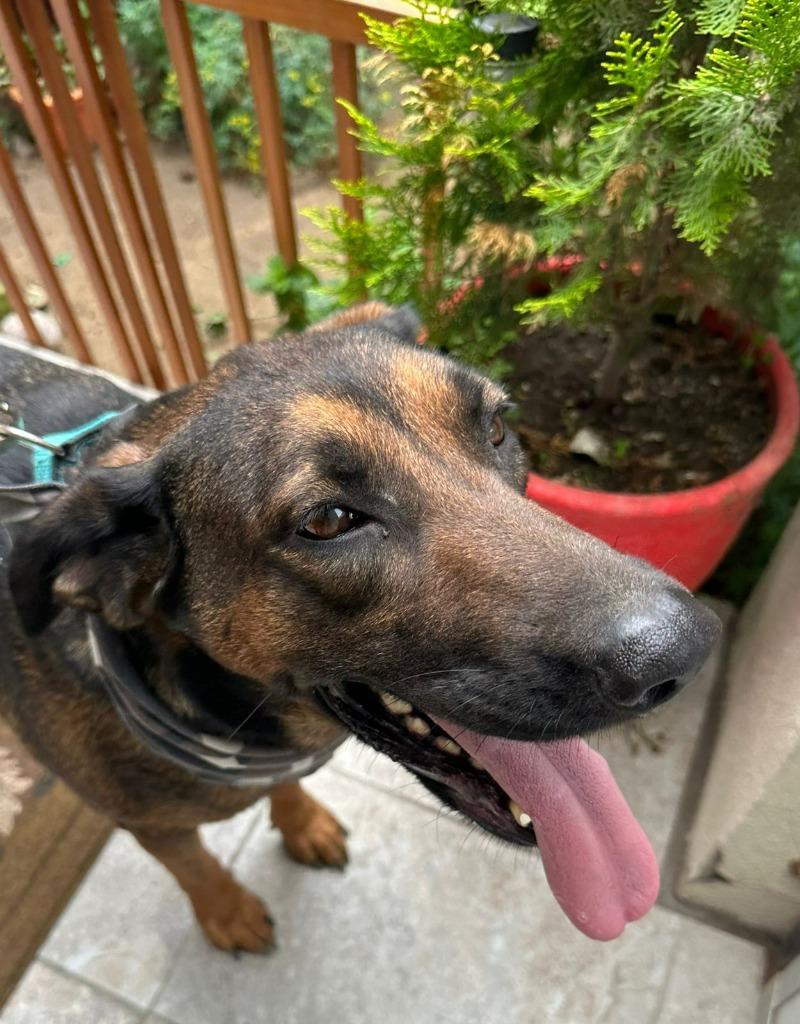 Tesla (Courtesy Post) - Adopt Me!, a Adoptable mixed breed in Lake Forest, CA image 2/6