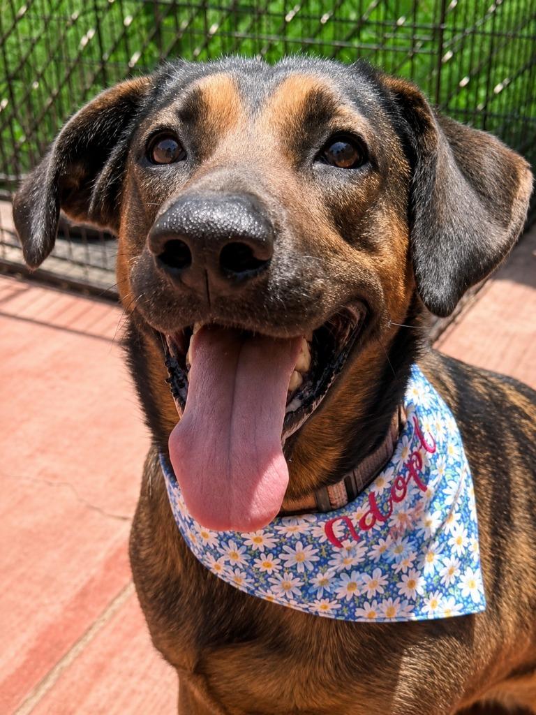 Enlarge Tesla (Courtesy Post) - Adopt Me!, a Adoptable mixed breed in Lake Forest, CA image 1/6