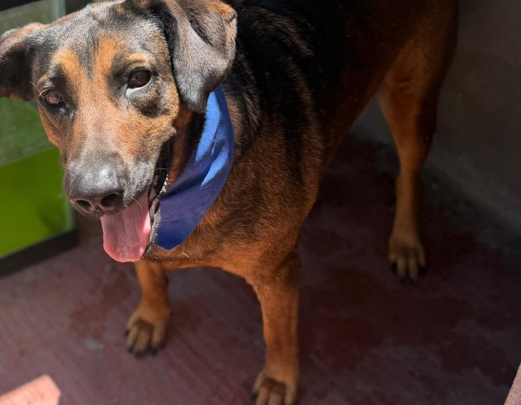 Enlarge Tesla (Courtesy Post) - Adopt Me!, a Adoptable mixed breed in Lake Forest, CA image 2/6