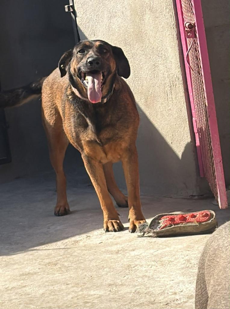 Enlarge Tesla (Courtesy Post) - Adopt Me!, a Adoptable mixed breed in Lake Forest, CA image 3/6