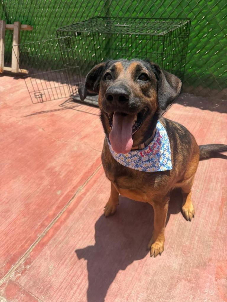 Enlarge Tesla (Courtesy Post) - Adopt Me!, a Adoptable mixed breed in Lake Forest, CA image 4/6