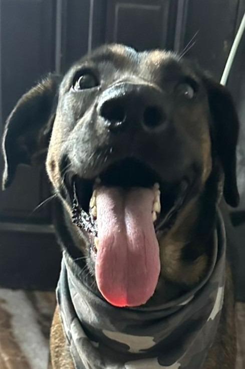 Tesla (Courtesy Post) - Adopt Me!, a Adoptable mixed breed in Lake Forest, CA image 3/6