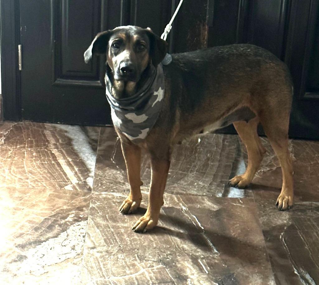 Tesla (Courtesy Post) - Adopt Me!, a Adoptable mixed breed in Lake Forest, CA image 4/6