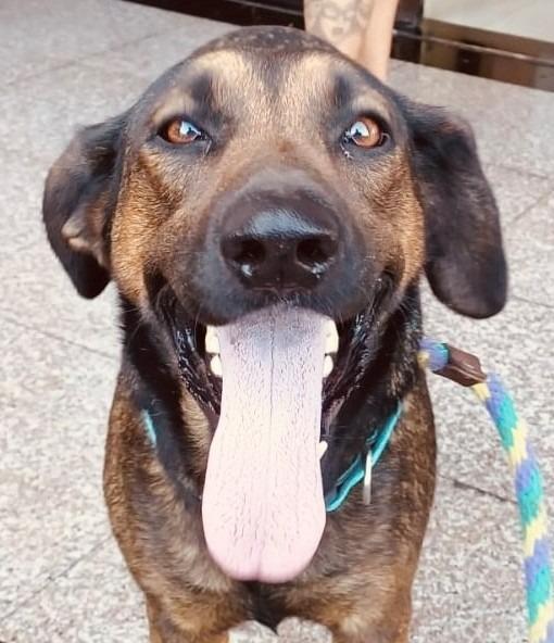 Tesla (Courtesy Post) - Adopt Me!, a Adoptable mixed breed in Lake Forest, CA image 5/6