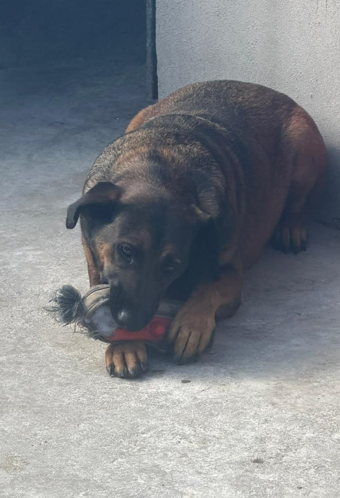 Enlarge Tesla (Courtesy Post) - Adopt Me!, a Adoptable mixed breed in Lake Forest, CA image 5/6