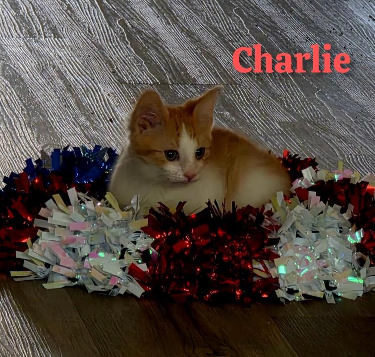 Charlie, Baby Male unknown