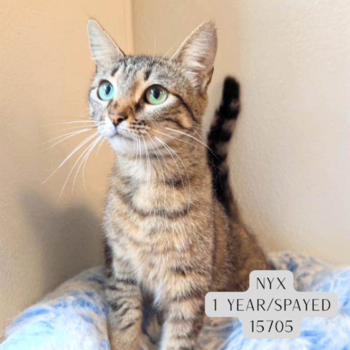 Nyx, Adoptable, Adult Female Domestic Short Hair.