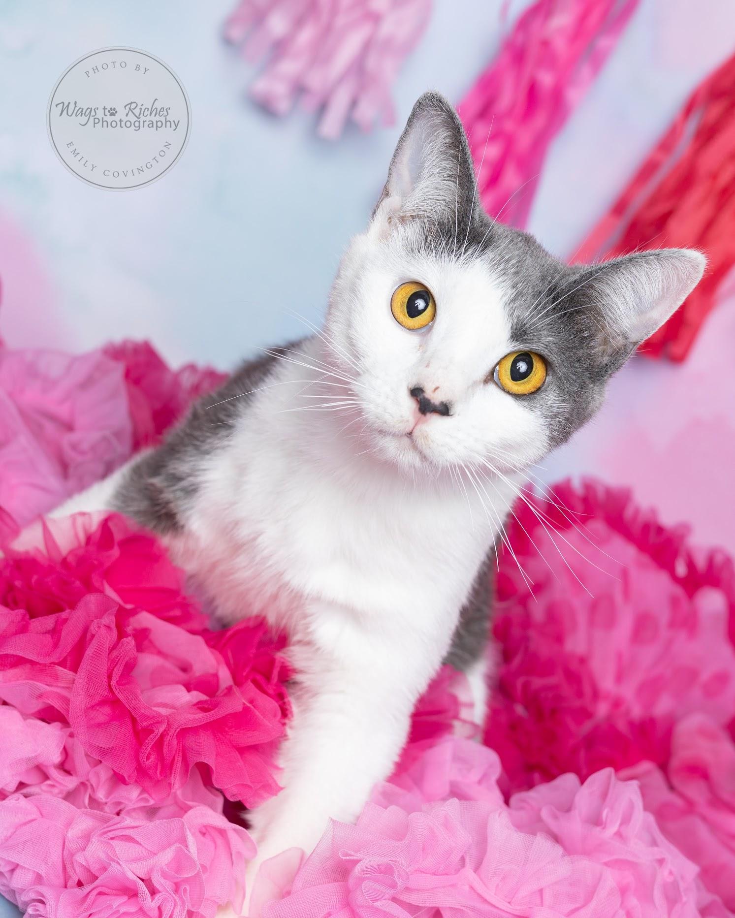 Wendy - Special Needs, an adoptable Domestic Short Hair, Tabby in Tuscaloosa, AL, 35406 | Photo Image 1