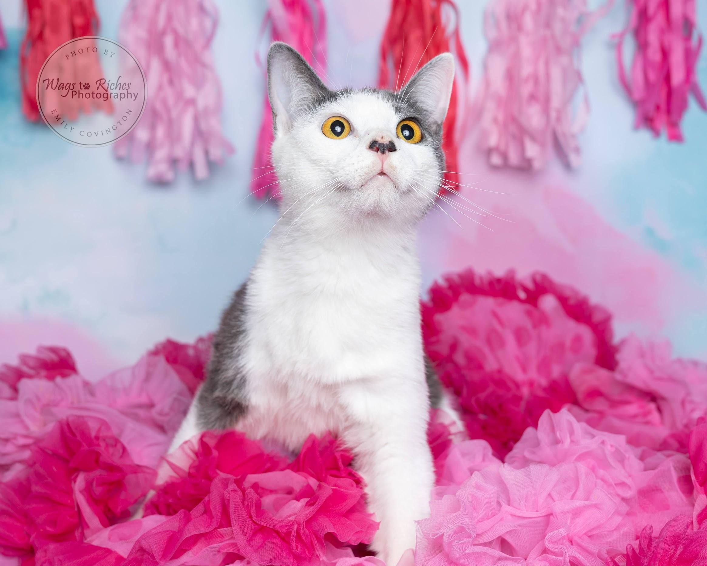 Wendy - Special Needs, an adoptable Domestic Short Hair, Tabby in Tuscaloosa, AL, 35406 | Photo Image 2