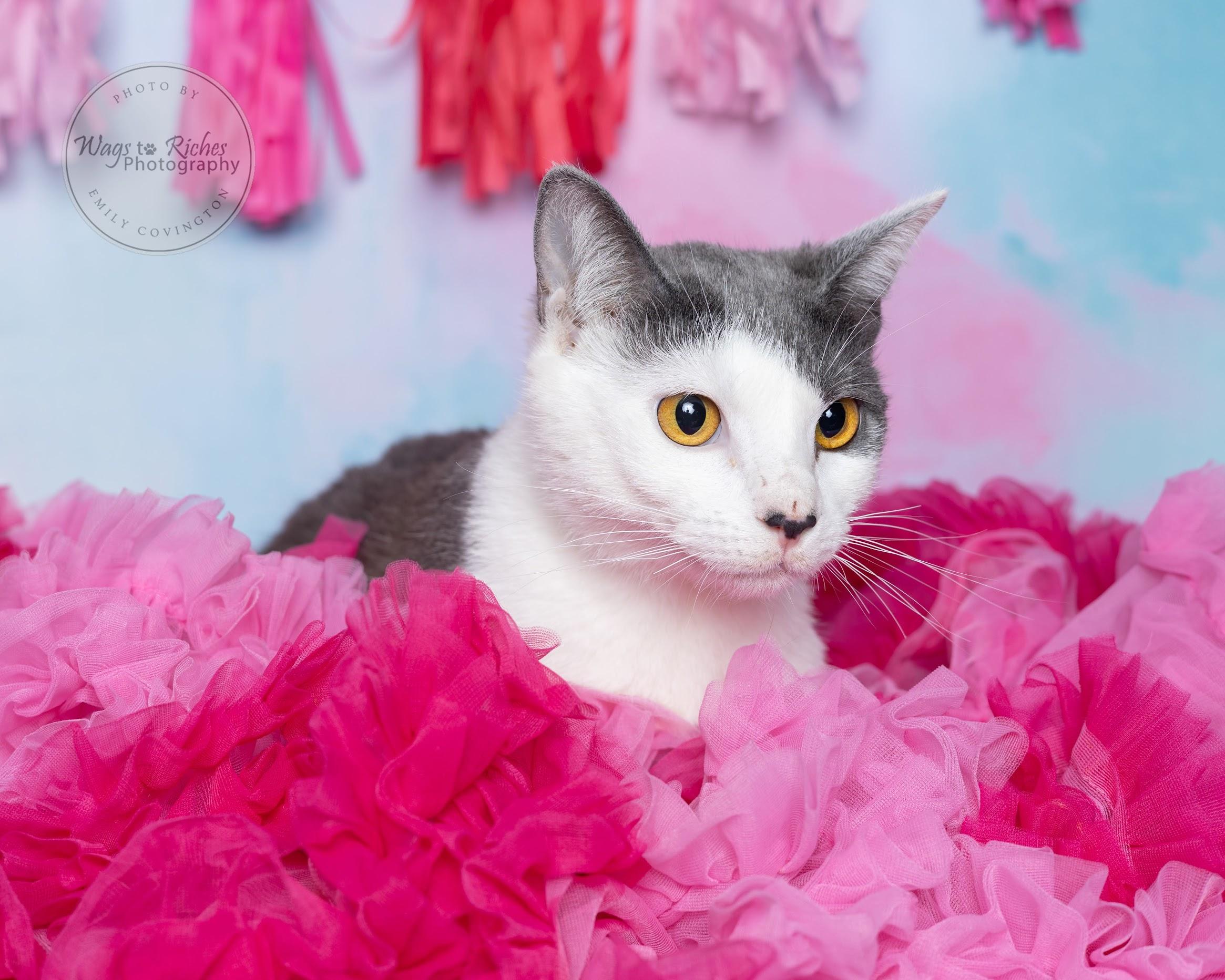 Wendy - Special Needs, an adoptable Domestic Short Hair, Tabby in Tuscaloosa, AL, 35406 | Photo Image 4