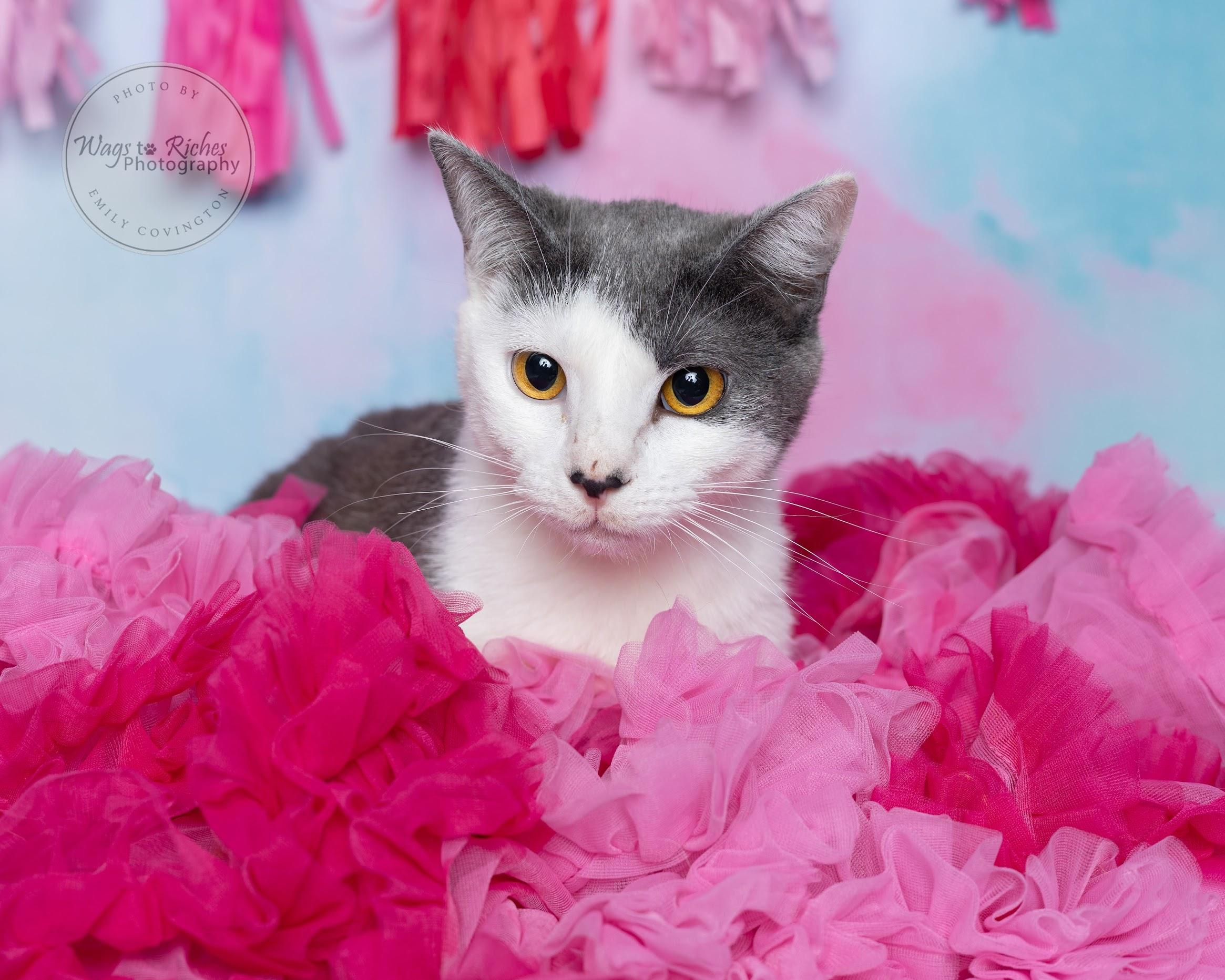 Wendy - Special Needs, an adoptable Domestic Short Hair, Tabby in Tuscaloosa, AL, 35406 | Photo Image 3