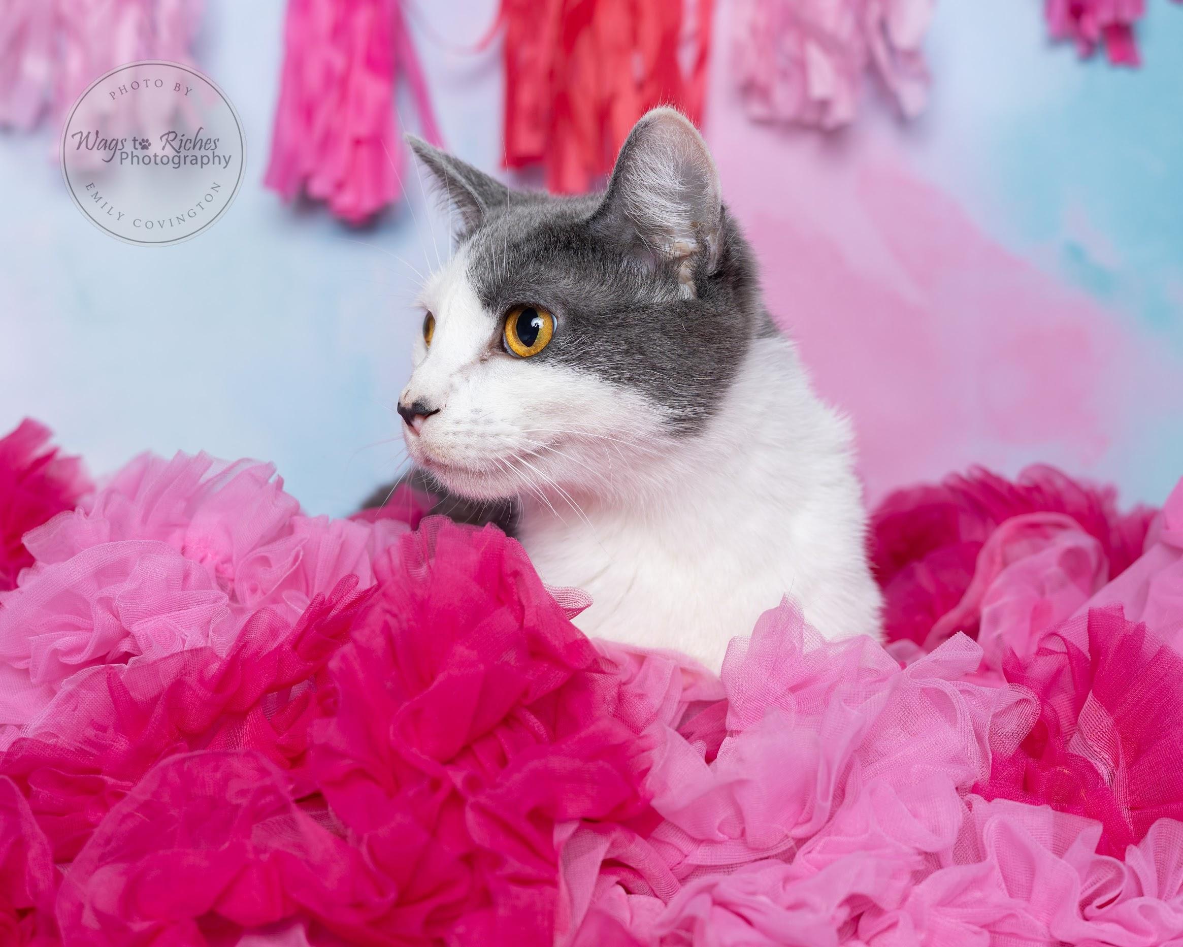Wendy - Special Needs, an adoptable Domestic Short Hair, Tabby in Tuscaloosa, AL, 35406 | Photo Image 5