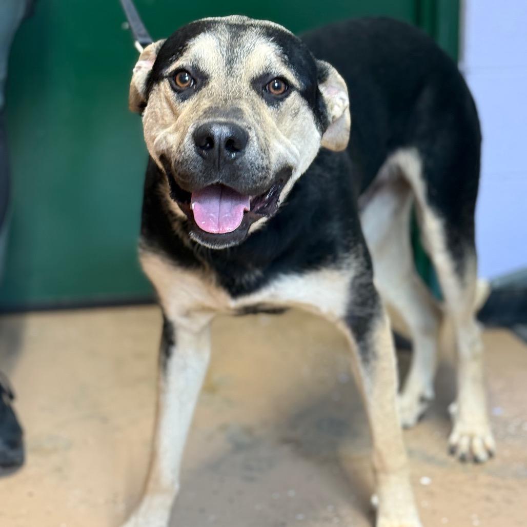 Magnum, a Adoptable mixed breed in Newport, TN image 1/6