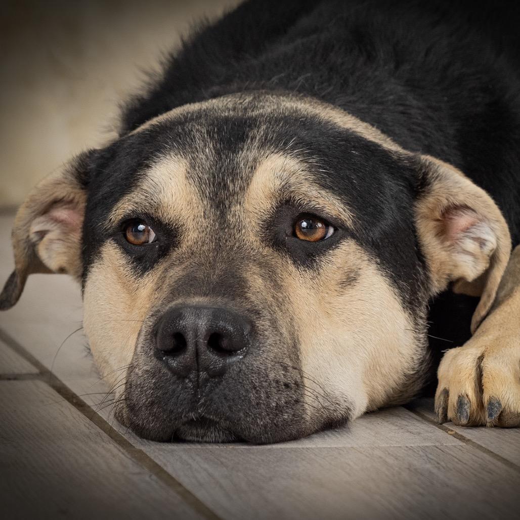 Magnum, a Adoptable mixed breed in Newport, TN image 2/6