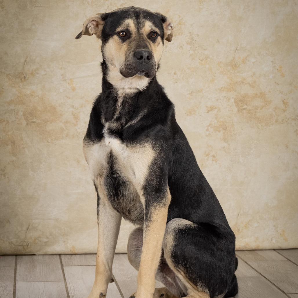 Magnum, a Adoptable mixed breed in Newport, TN image 3/6