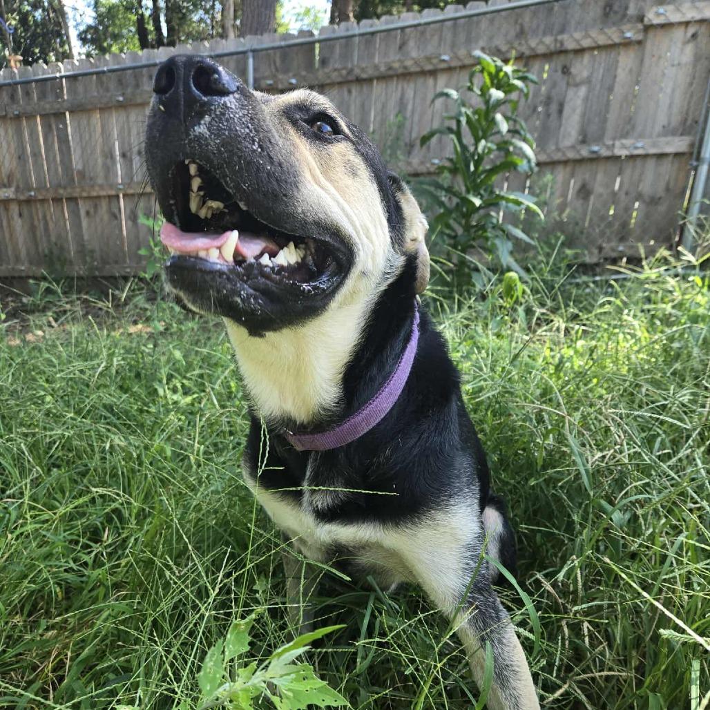 Magnum, a Adoptable mixed breed in Newport, TN image 4/6