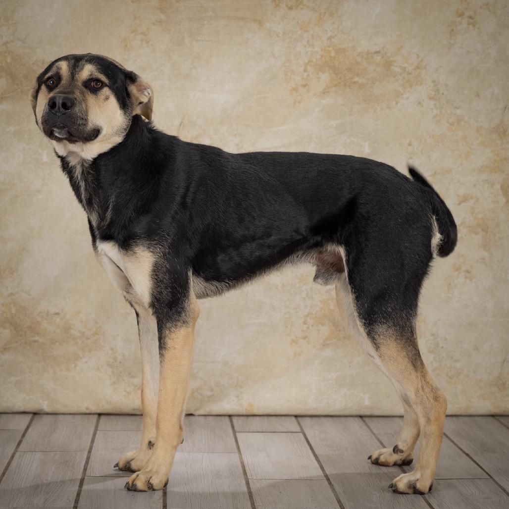 Magnum, a Adoptable mixed breed in Newport, TN image 5/6