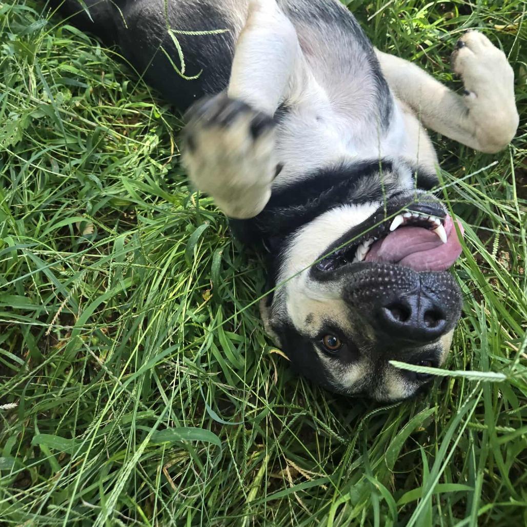 Magnum, a Adoptable mixed breed in Newport, TN image 6/6