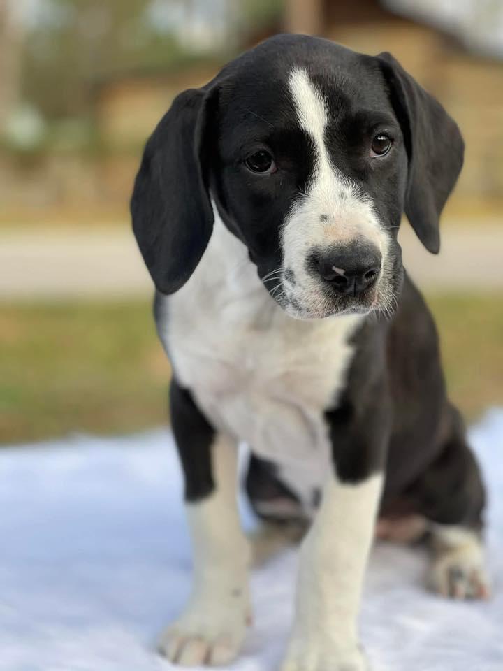 Enlarge Carolina, a ADOPTABLE mixed breed in Salem, NH image 1/4