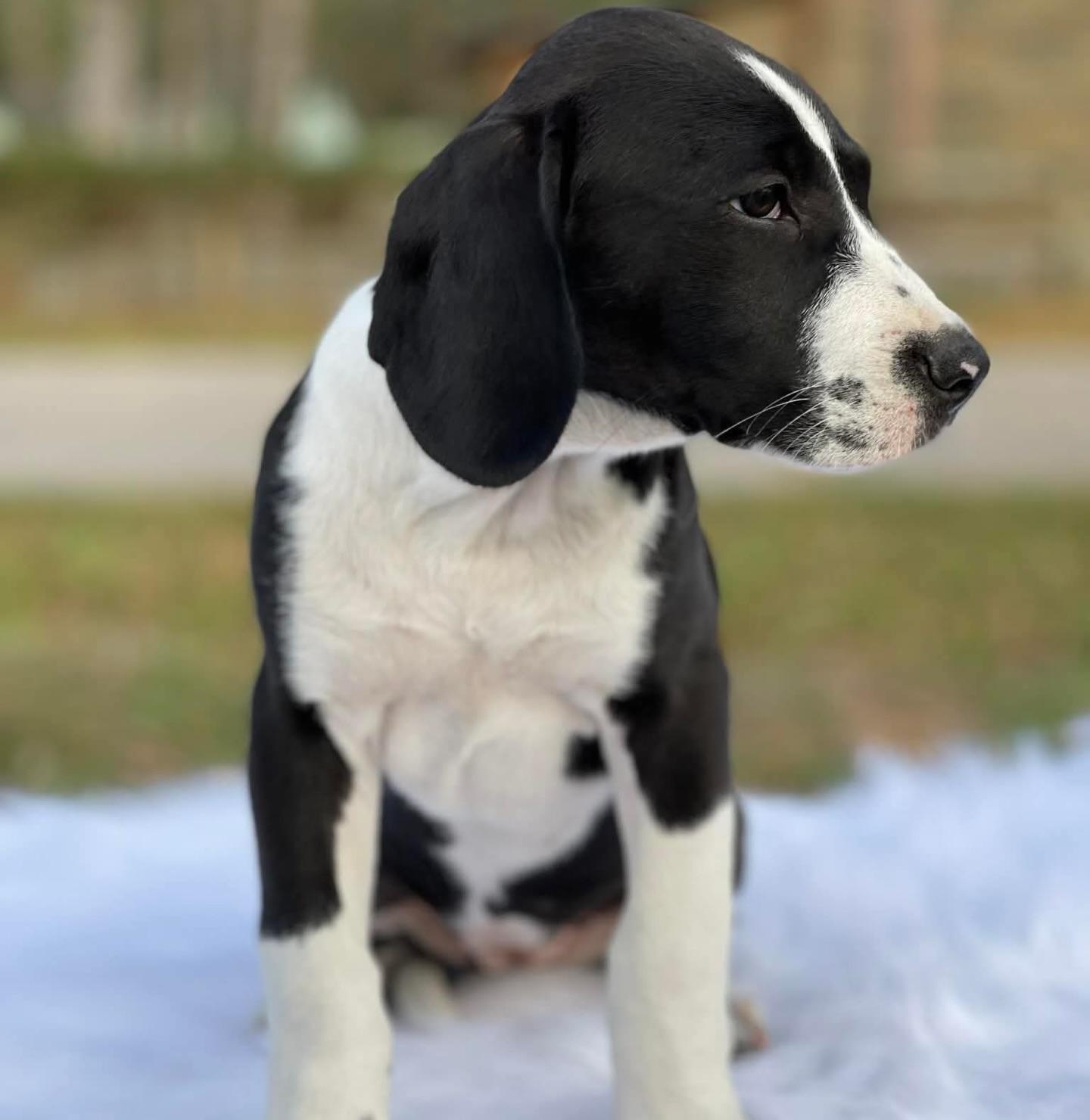 Enlarge Carolina, a ADOPTABLE mixed breed in Salem, NH image 3/4