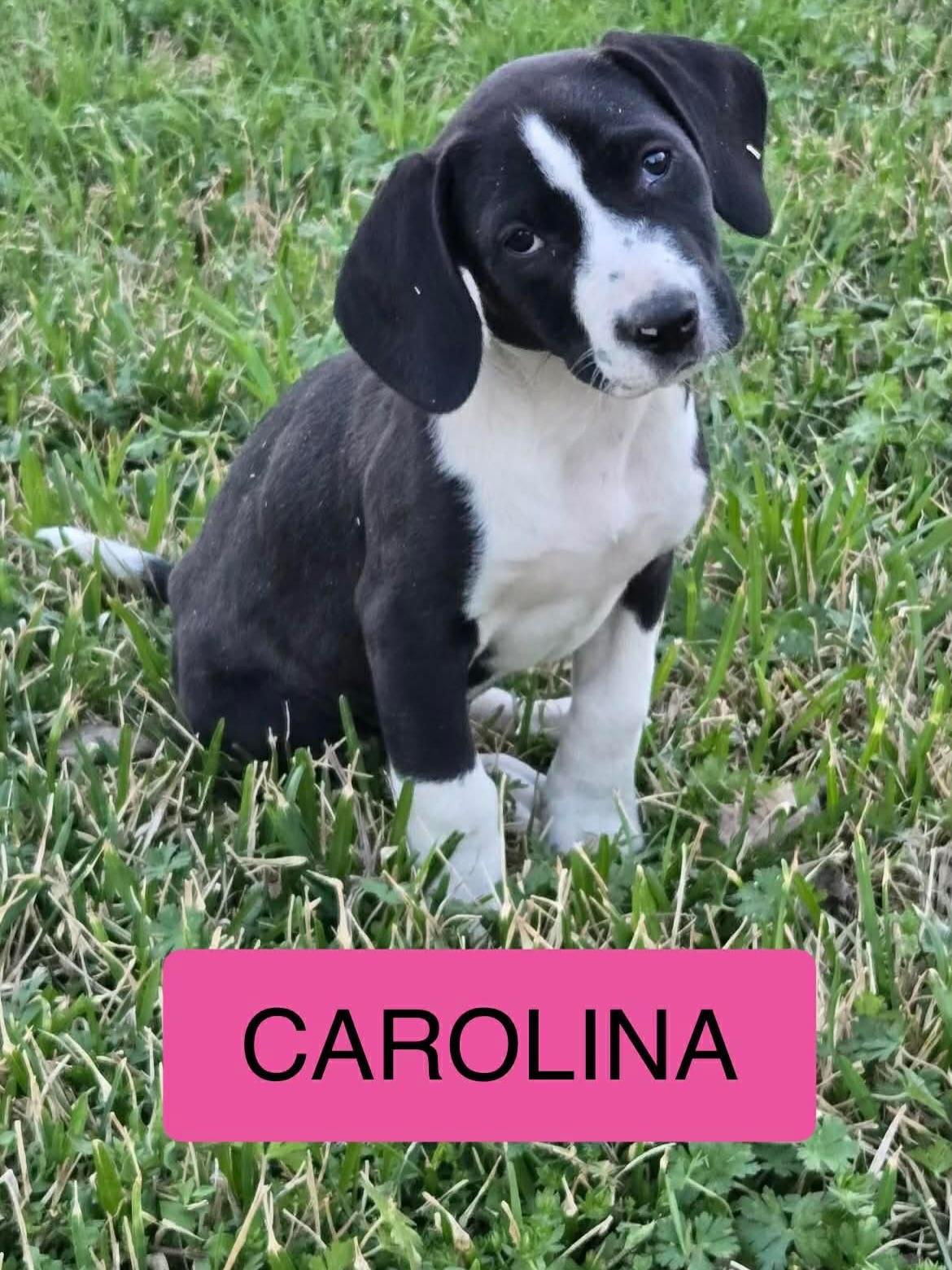 Enlarge Carolina, a ADOPTABLE mixed breed in Salem, NH image 2/4