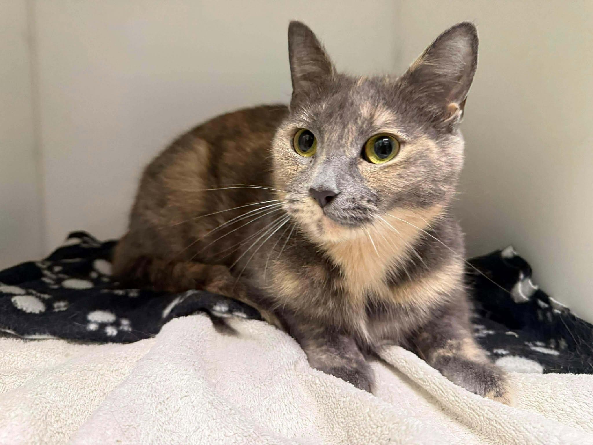 MIMINE, adopted, Adult Female Domestic Short Hair.