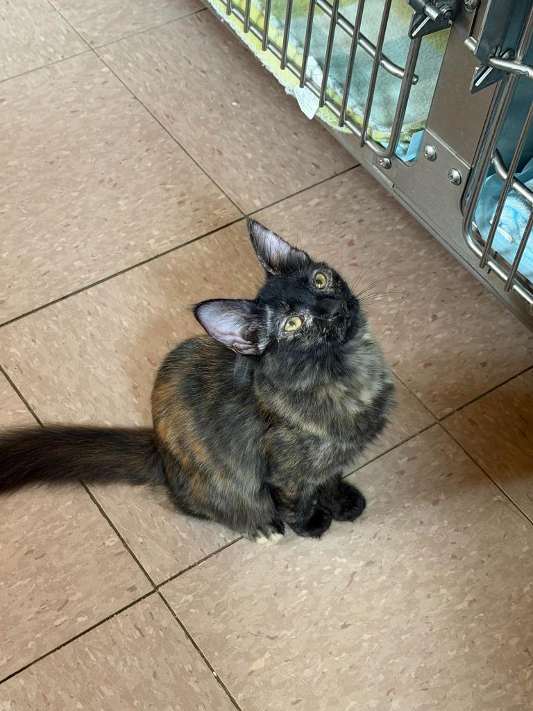 SHELLY, Adoptable, Kitten Female Domestic Short Hair.