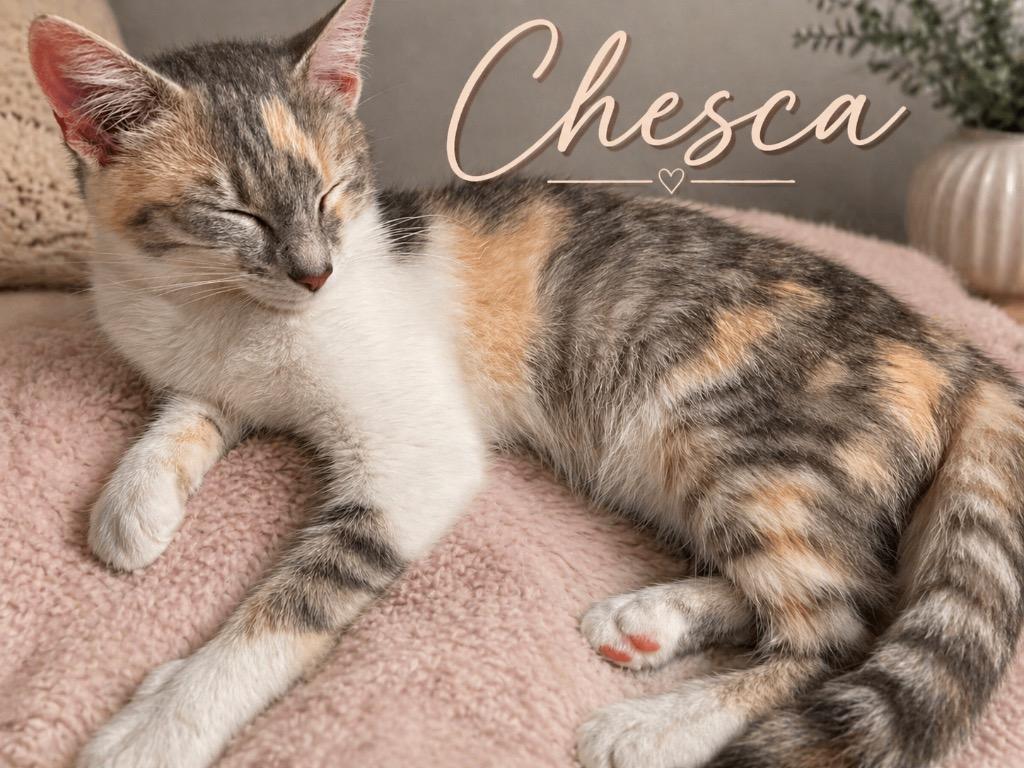 Chesca, Adoptable, Young Female Domestic Short Hair.