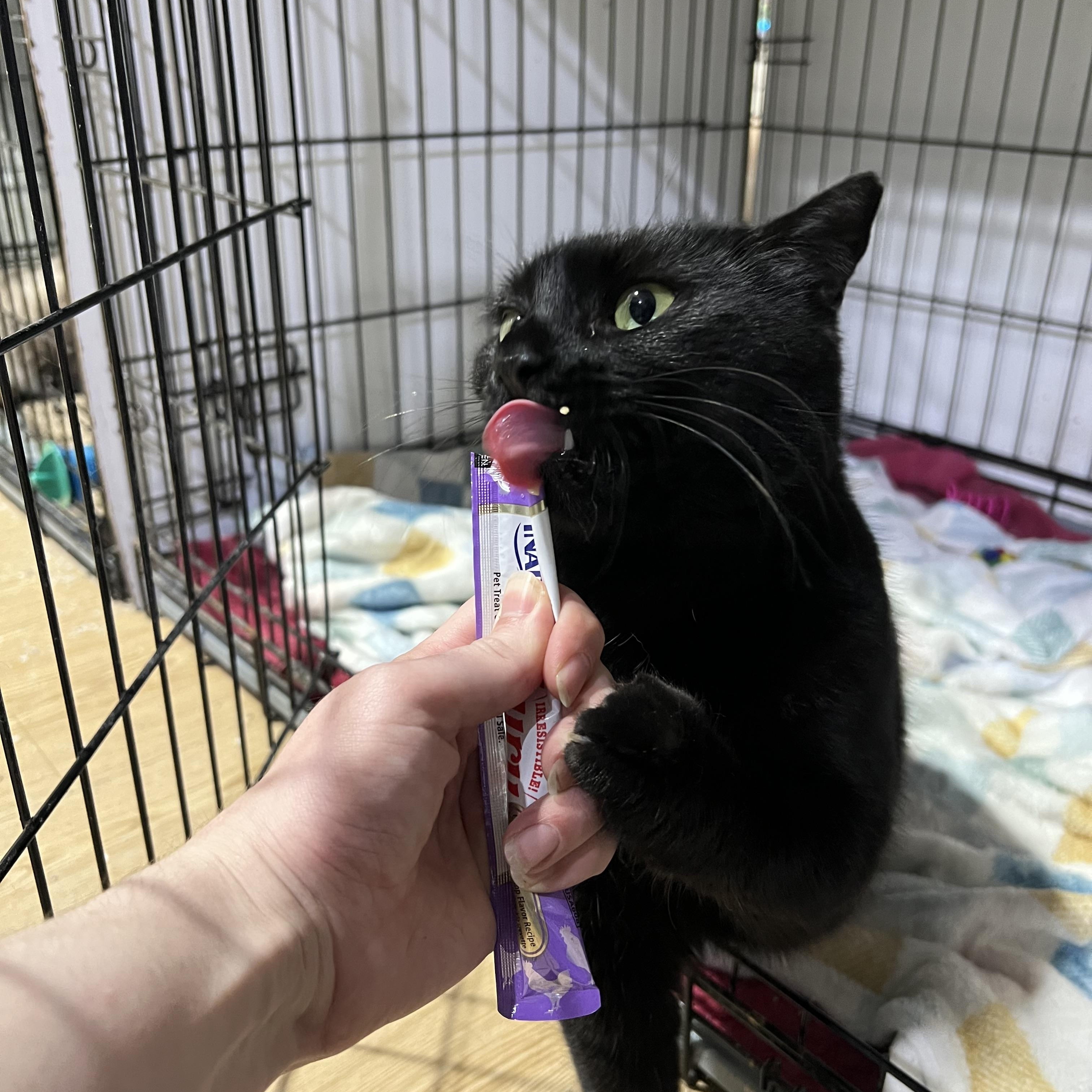 Enlarge Lily, a Adoptable Domestic Short Hair in Brentwood, NH image 2/2