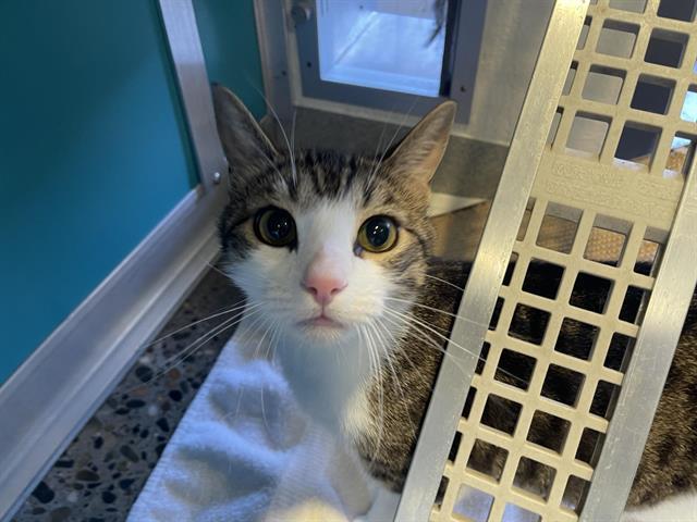 KITTY CAT, Adoptable, Young Male Domestic Short Hair.