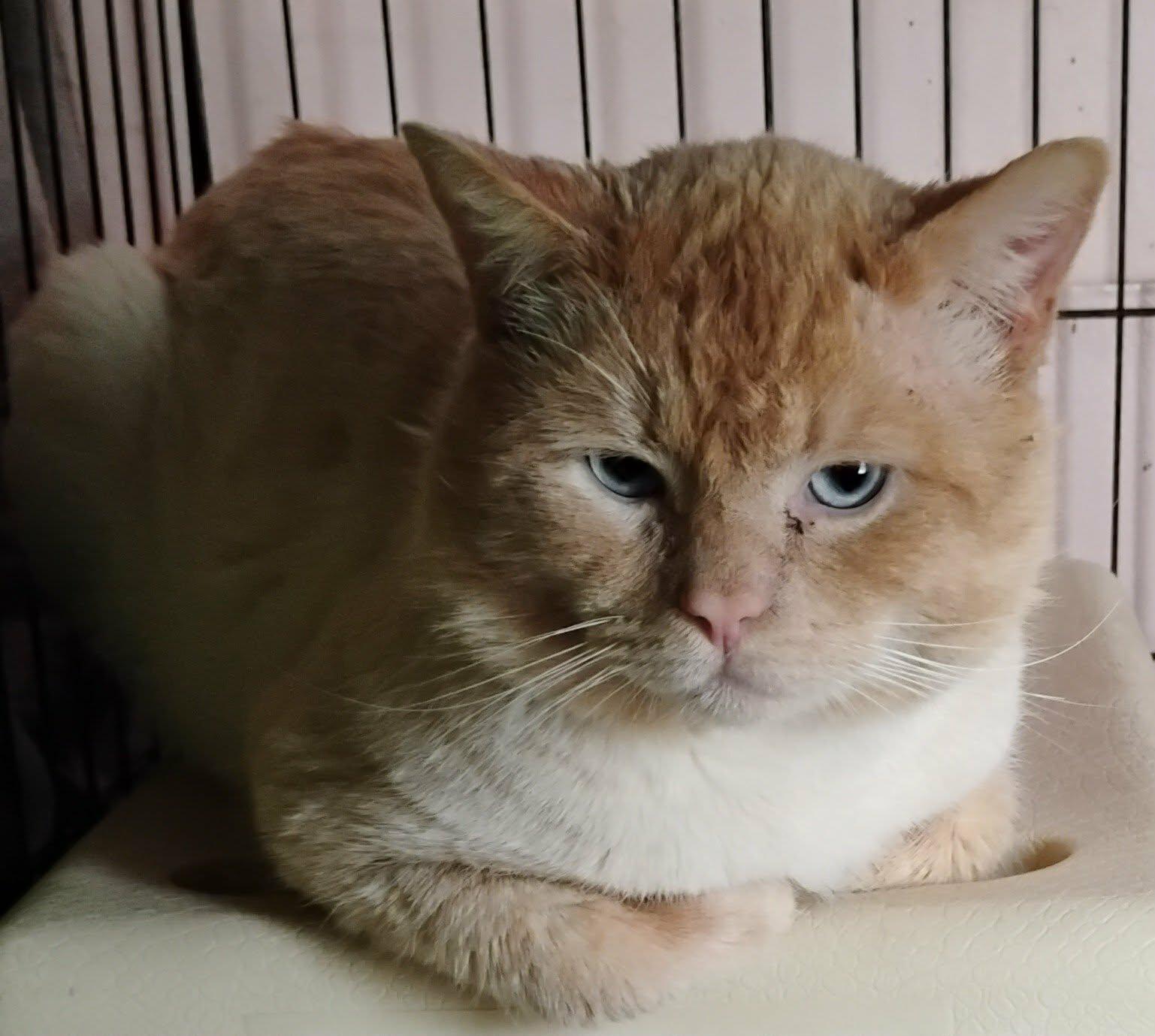 Enlarge Flame, a ADOPTABLE Domestic Short Hair in Hammond, OR image 2/2