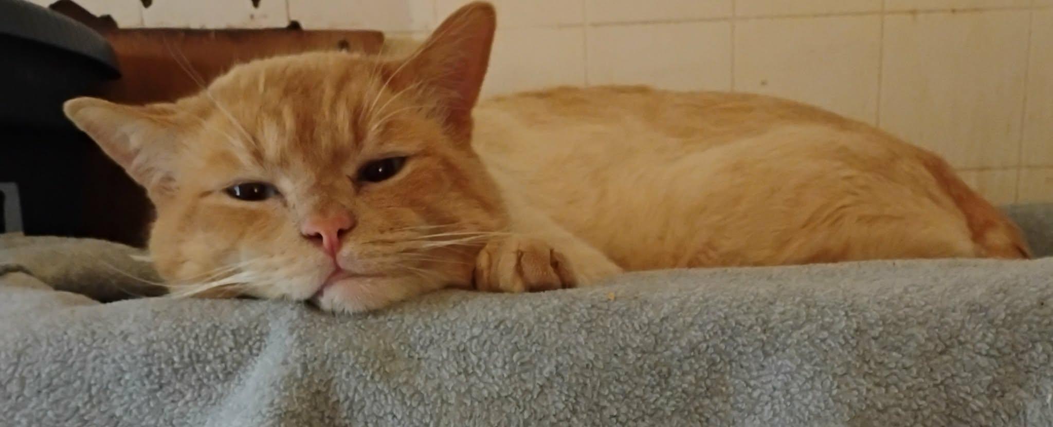 Enlarge Flame, a ADOPTABLE Domestic Short Hair in Hammond, OR image 1/2