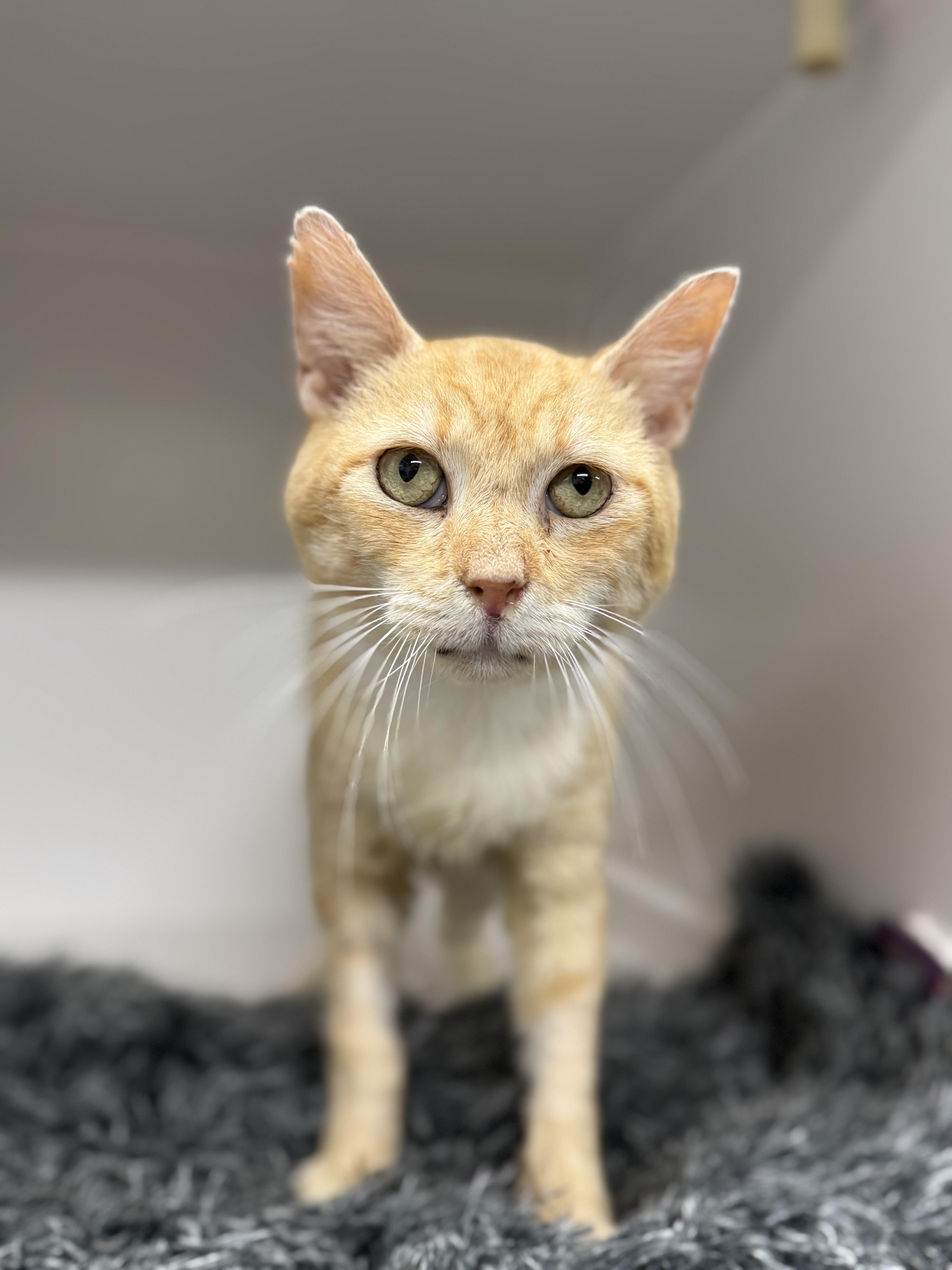 Marc Anthony, Adoptable, Adult Male Domestic Short Hair.