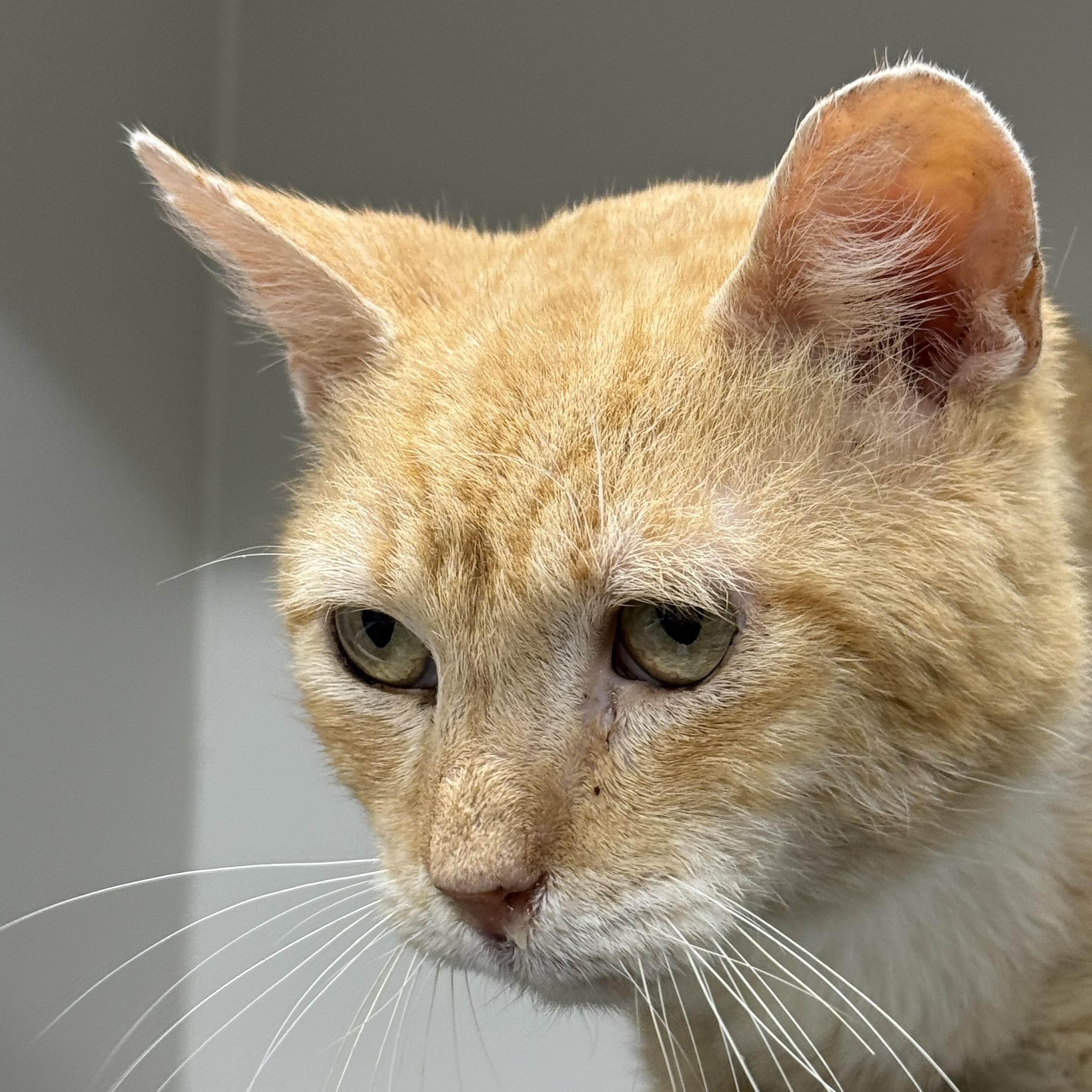 Marc Anthony, Adoptable, Adult Male Domestic Short Hair.
