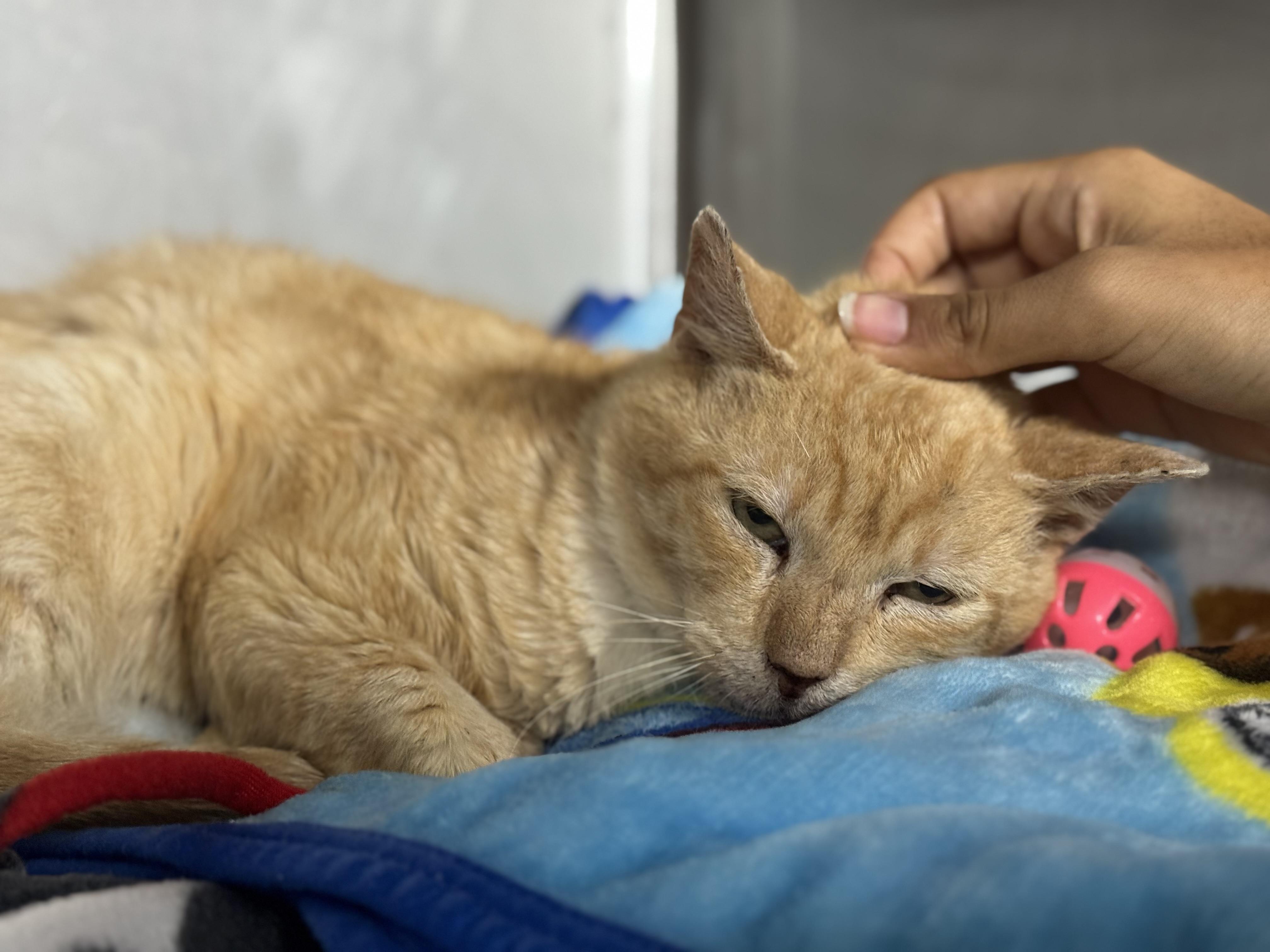 Enlarge Marc Anthony, a Adoptable Domestic Short Hair in Lauderhill, FL image 3/6