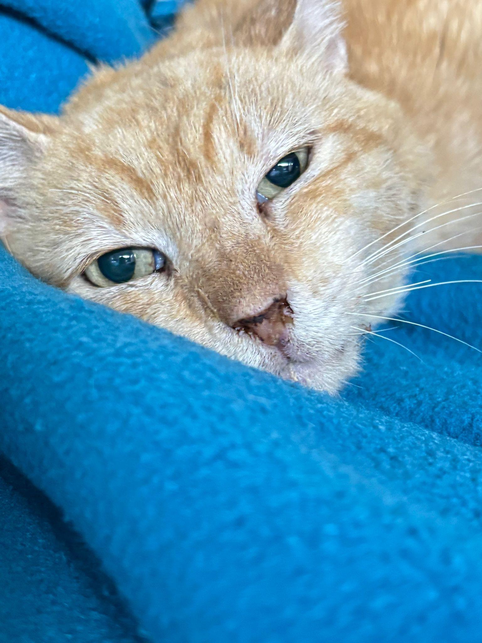 Enlarge Marc Anthony, a Adoptable Domestic Short Hair in Lauderhill, FL image 4/6