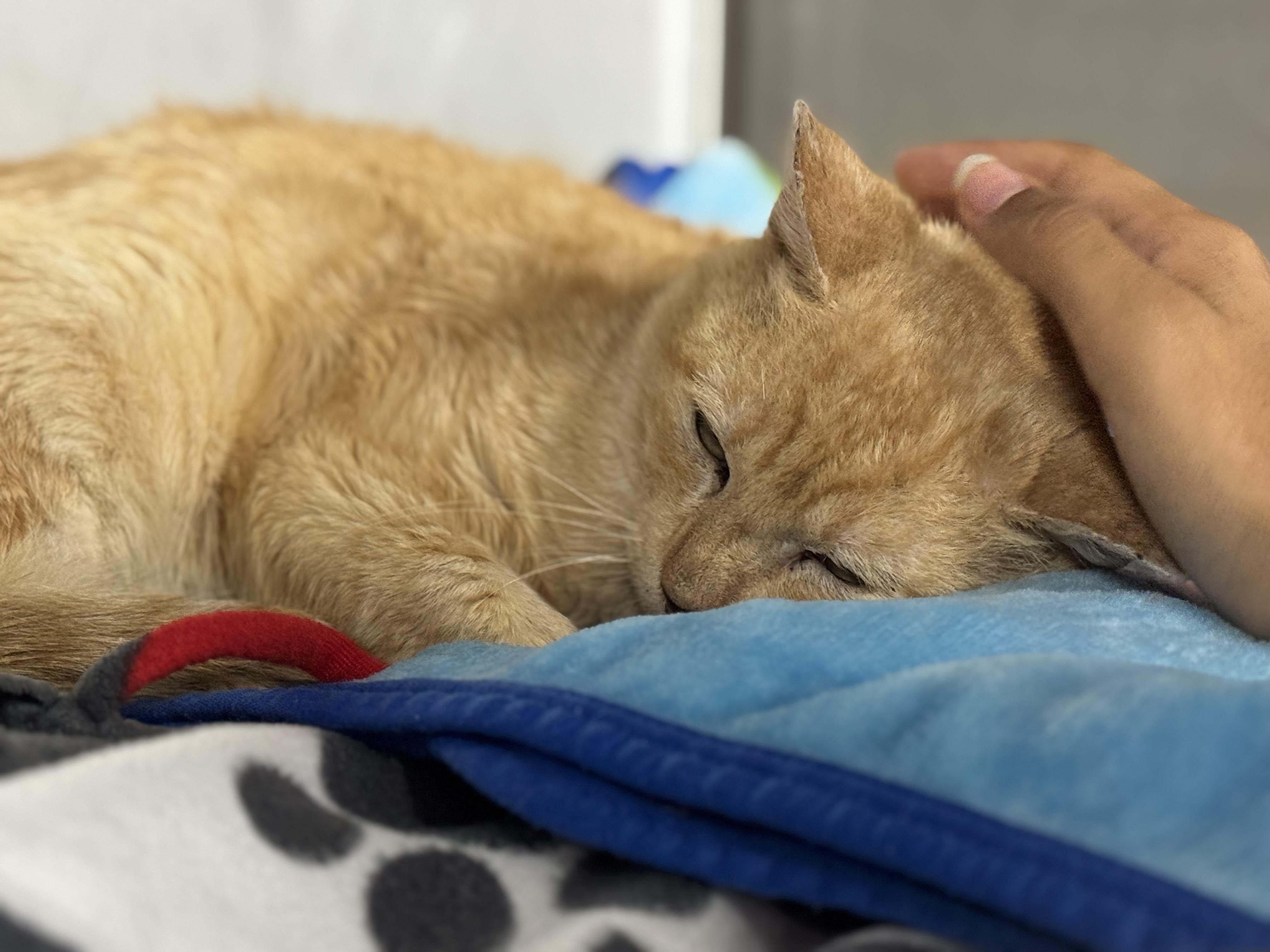 Enlarge Marc Anthony, a Adoptable Domestic Short Hair in Lauderhill, FL image 5/6