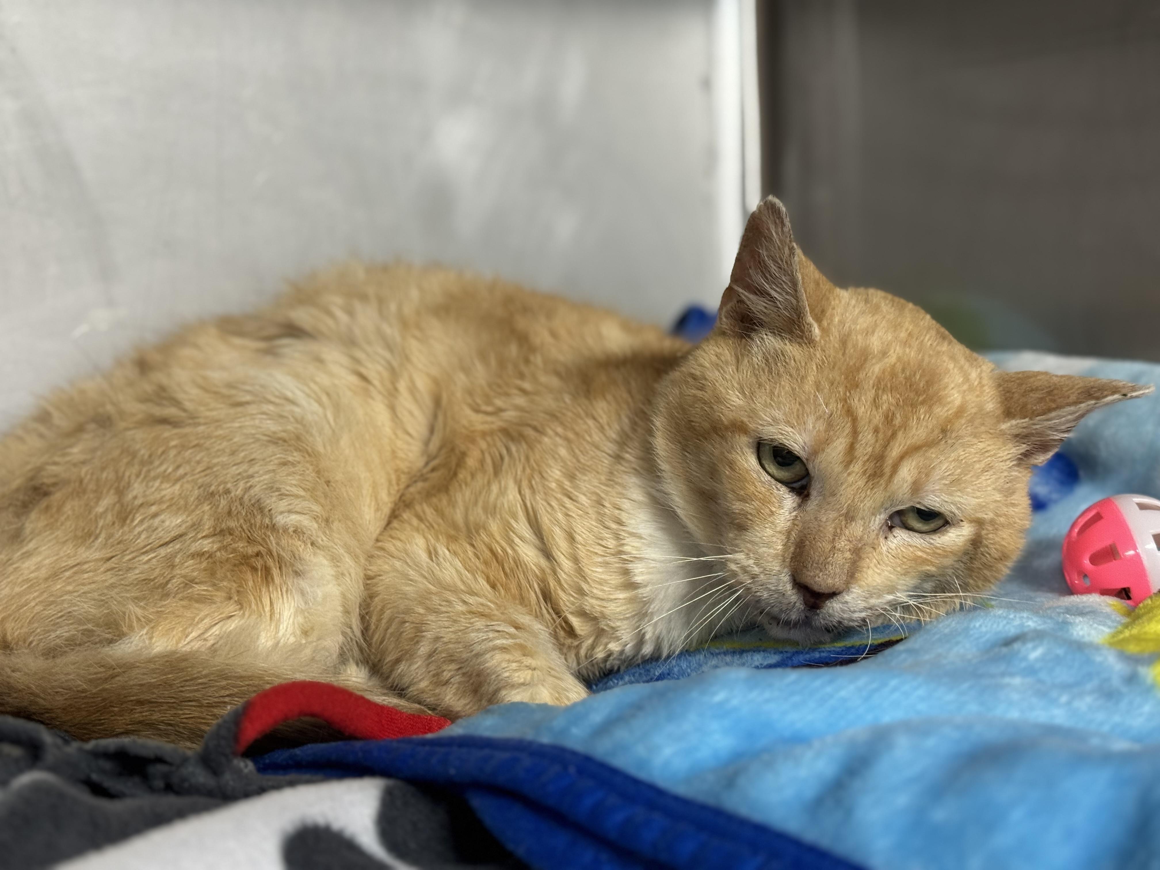 Enlarge Marc Anthony, a Adoptable Domestic Short Hair in Lauderhill, FL image 6/6