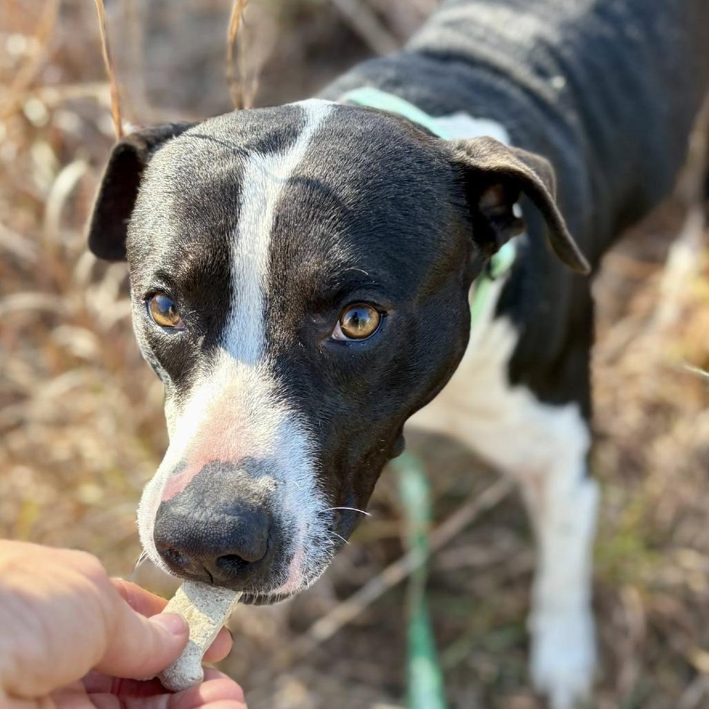 Hunt, Adoptable, Adult Male Terrier & Mixed Breed.